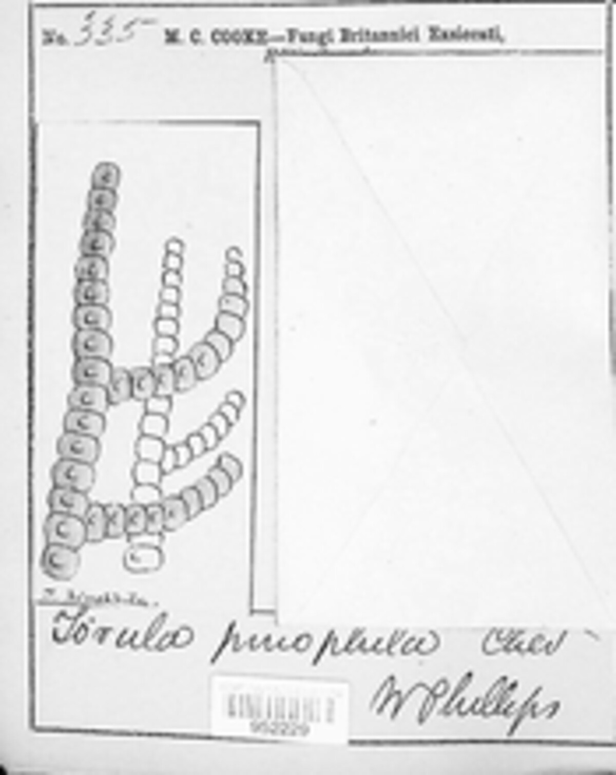 Euantennaria pinophila image